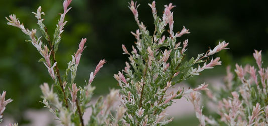 Discover the beauty of salix willow
