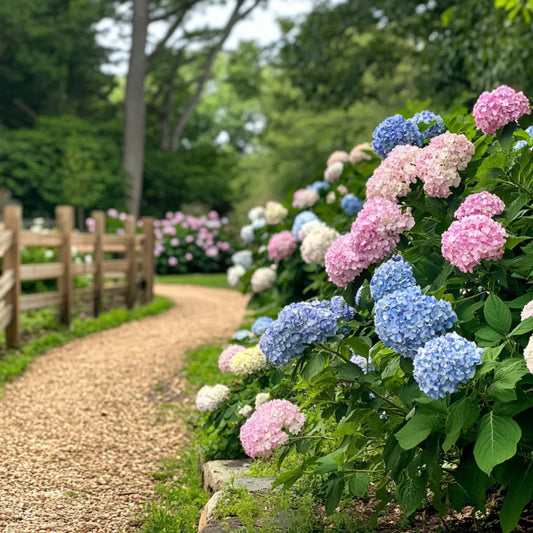 How and when to plant hydrangea?