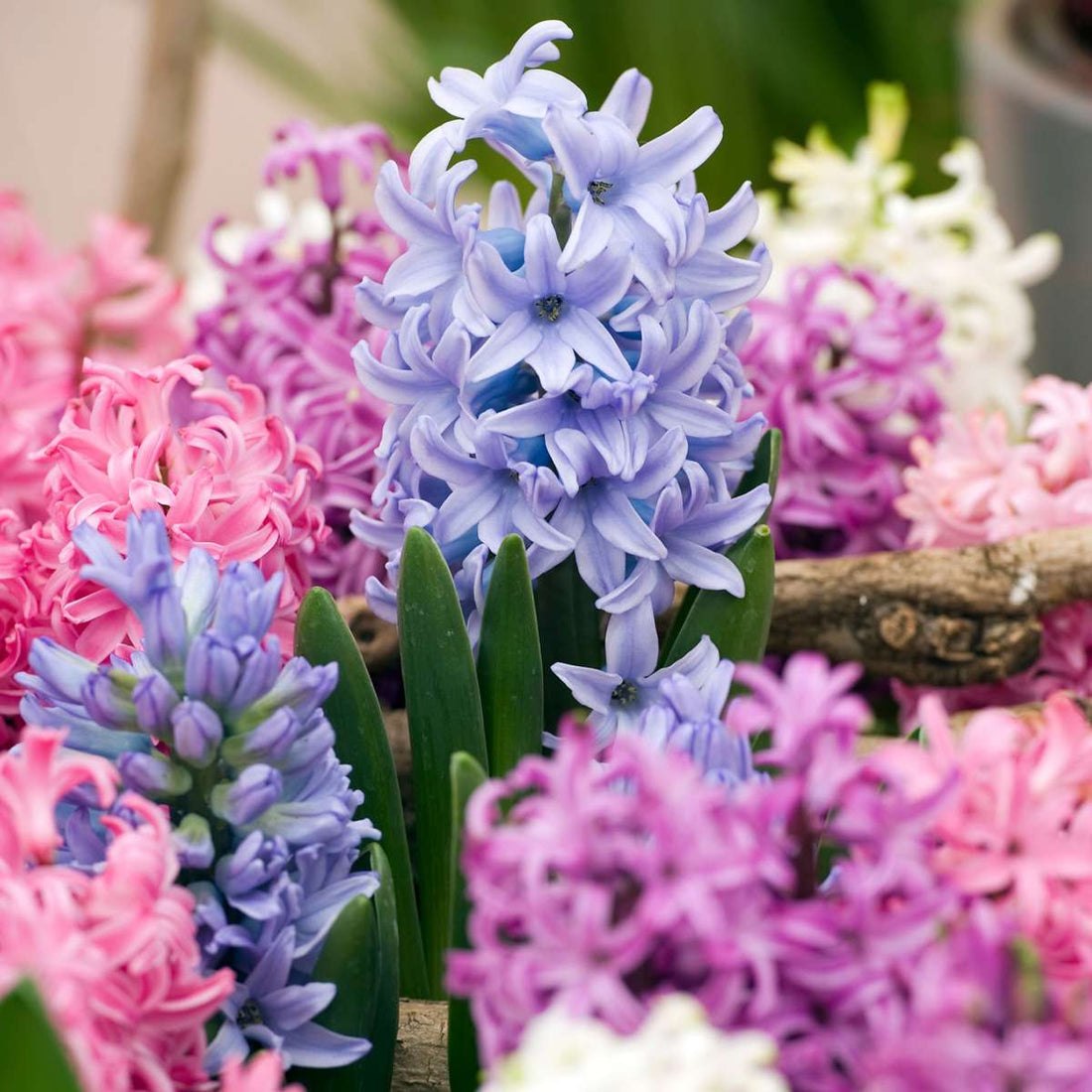 How and when to plant hyacinth bulbs