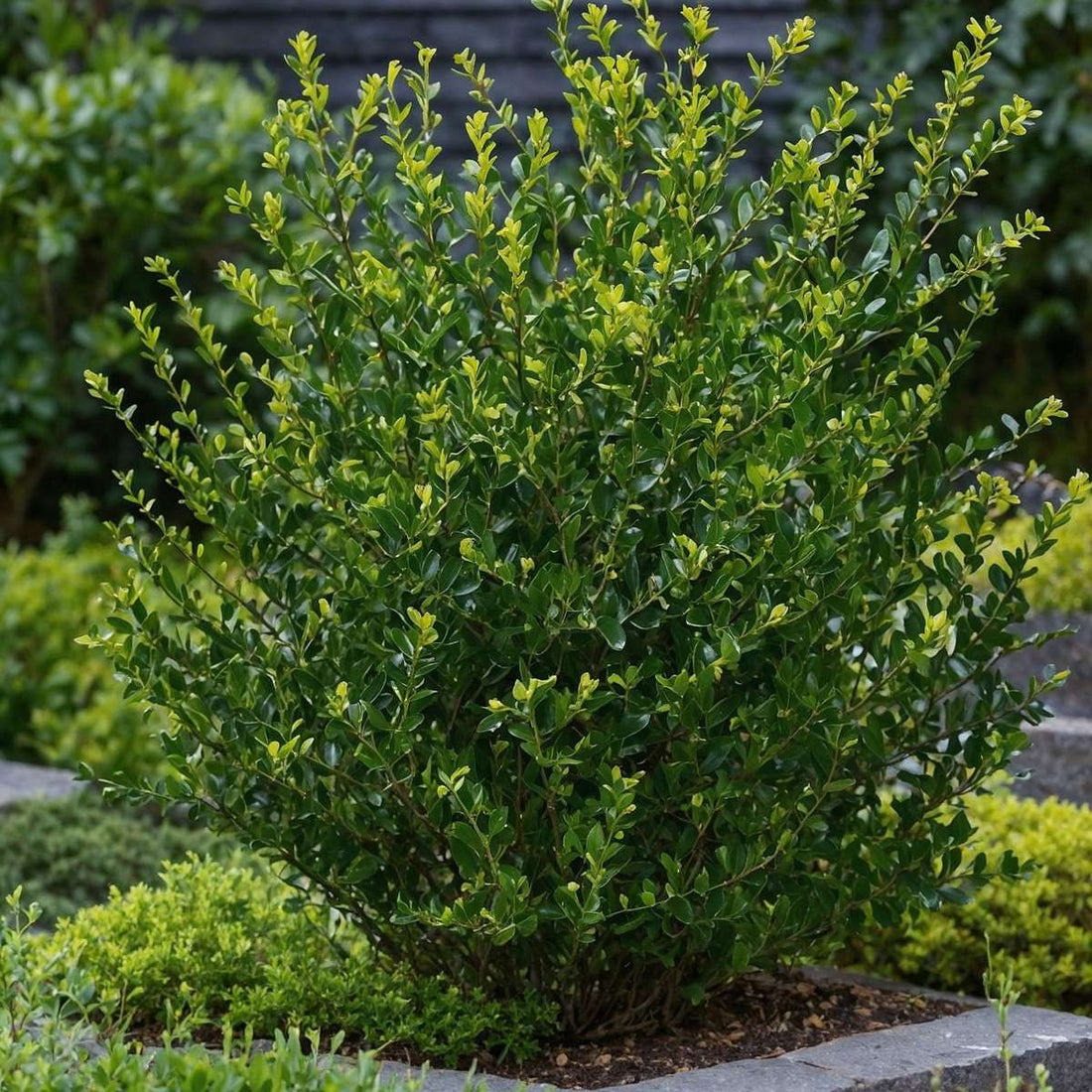 How and when to plant Ilex (holly)