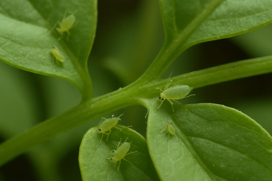 Aphids on houseplants – how to get rid of them
