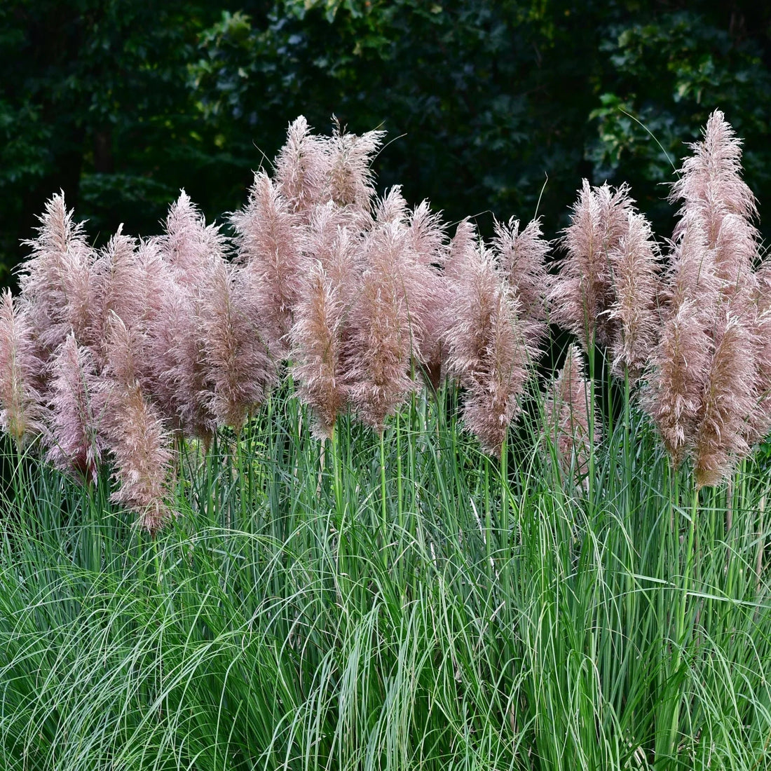 How and when to plant pampas grass