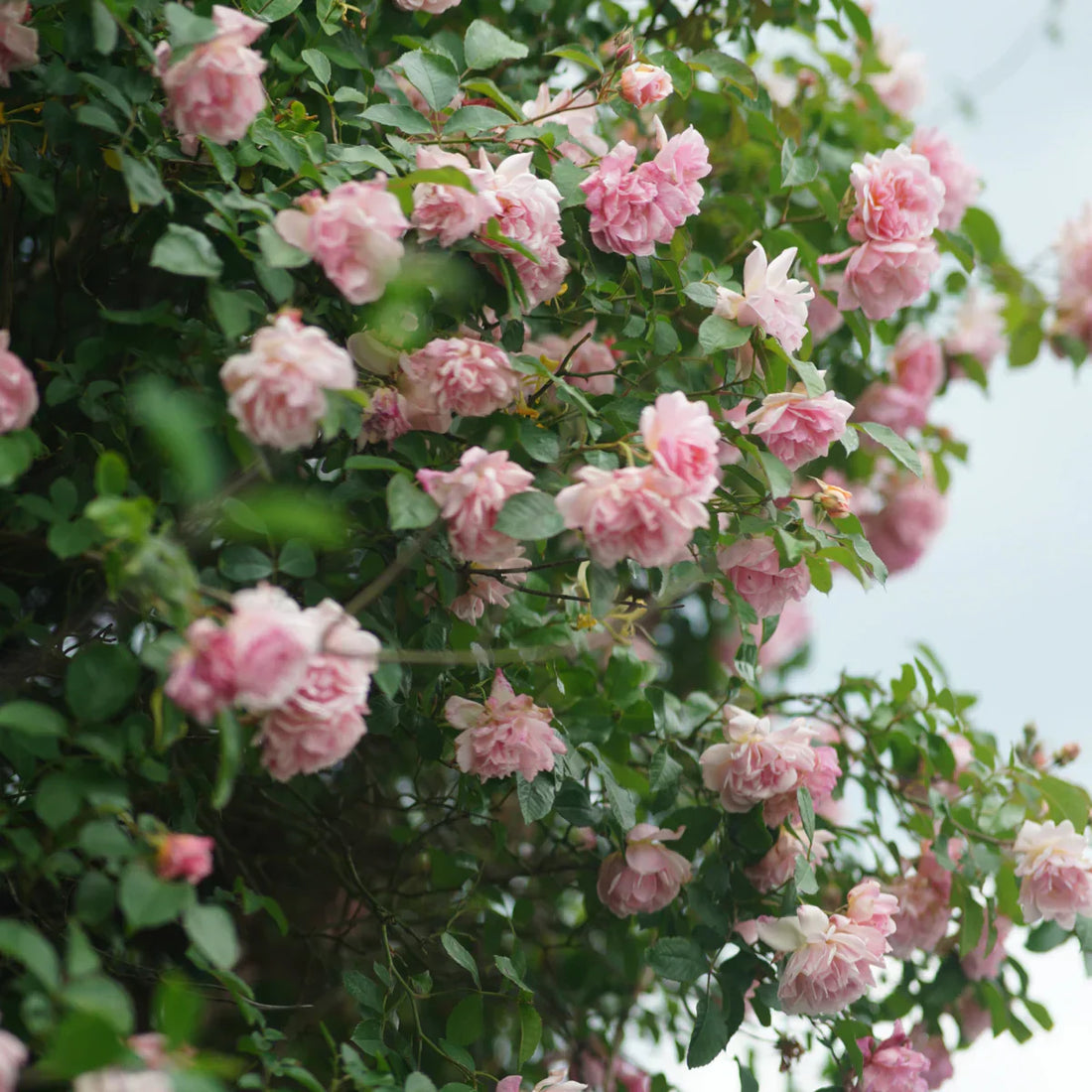 How and when to plant camellia (Camellia japonica)