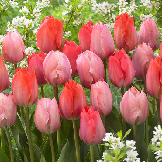 How and when to plant tulip bulbs