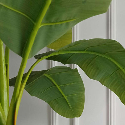 Hardy Banana - 2 pcs. - Musa basjoo - Height 55-70cm - ⌀21cm