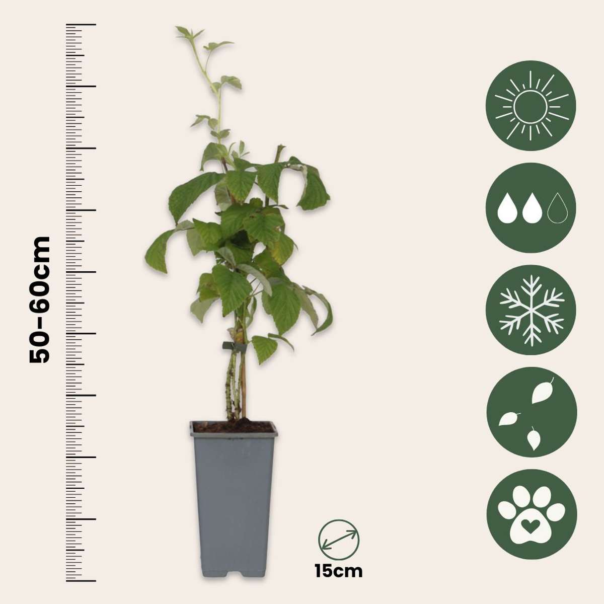 Raspberry plant - 4 pcs. - Rubus idaeus 'Malling Promise' - H50-60cm - ⌀15cm