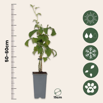 Raspberry plant - 4 pcs. - Rubus idaeus 'Malling Promise' - H50-60cm - ⌀15cm
