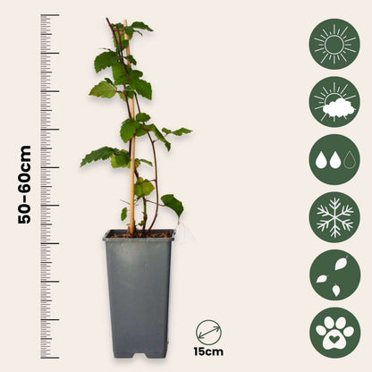 Blackberry plant - 4 pcs. - Rubus fruticosus 'Thornfree' - H50-60cm - ⌀15cm