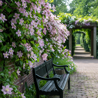 Leather flower - 2 pcs. - Clematis montana 'Fragrant Spring' - H60-70cm - ⌀15cm