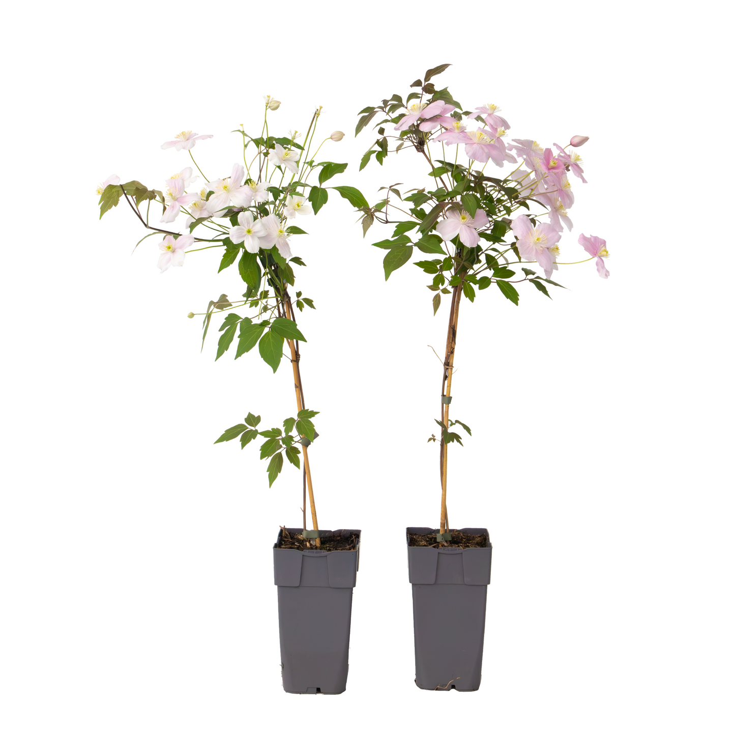 Leather flower - 2 pcs. - Clematis montana 'Fragrant Spring' - H60-70cm - ⌀15cm