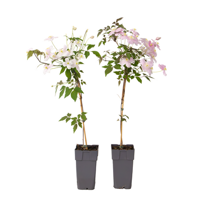 Leather flower - 2 pcs. - Clematis montana 'Fragrant Spring' - H60-70cm - ⌀15cm