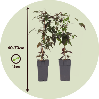 Leather flower - 2 pcs. - Clematis montana 'Fragrant Spring' - H60-70cm - ⌀15cm