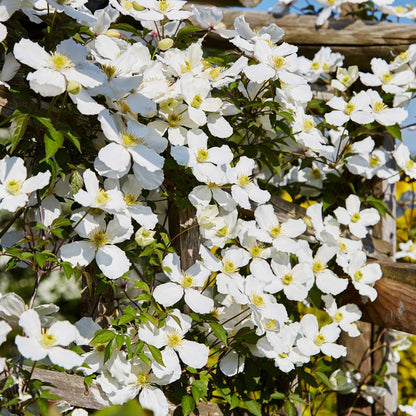 Leather flower - 2 pcs. - Clematis montana 'Grandiflora' - H60-70cm - ⌀15cm