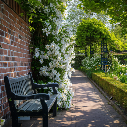 Leather flower - 2 pcs. - Clematis montana 'Grandiflora' - H60-70cm - ⌀15cm