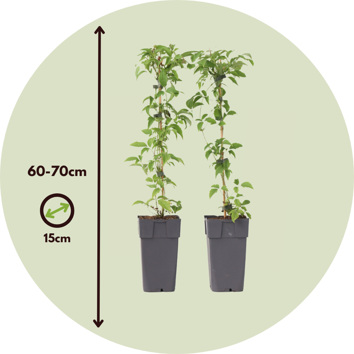 Leather flower - 2 pcs. - Clematis montana 'Grandiflora' - H60-70cm - ⌀15cm