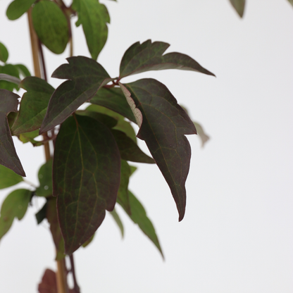 Clematis - 2 pcs. - Grandiflora, Fragrant Spring - Height 60-70cm - ⌀15cm