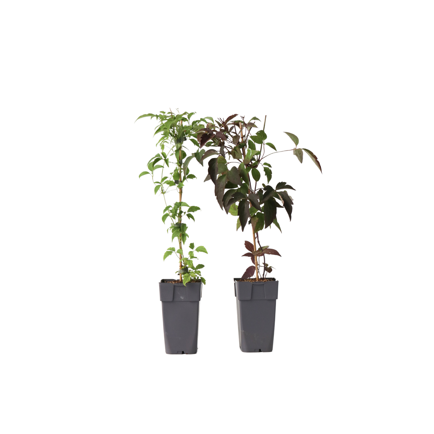 Clematis - 2 pcs. - Grandiflora, Fragrant Spring - Height 60-70cm - ⌀15cm