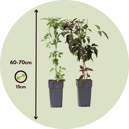 Clematis - 2 pcs. - Grandiflora, Fragrant Spring - Height 60-70cm - ⌀15cm