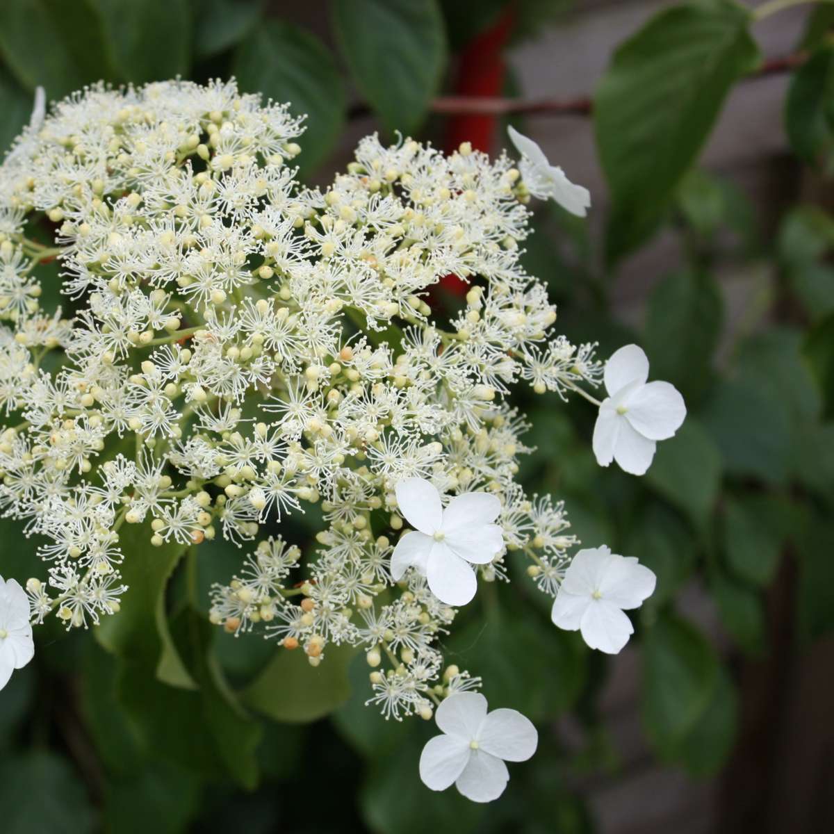 Hortensia - 2 pcs. - Hydrangea anomale Petiolaris - Height 60-70cm - ⌀15cm