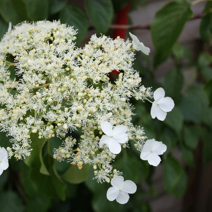 Hortensia - 2 pcs. - Hydrangea anomale Petiolaris - Height 60-70cm - ⌀15cm