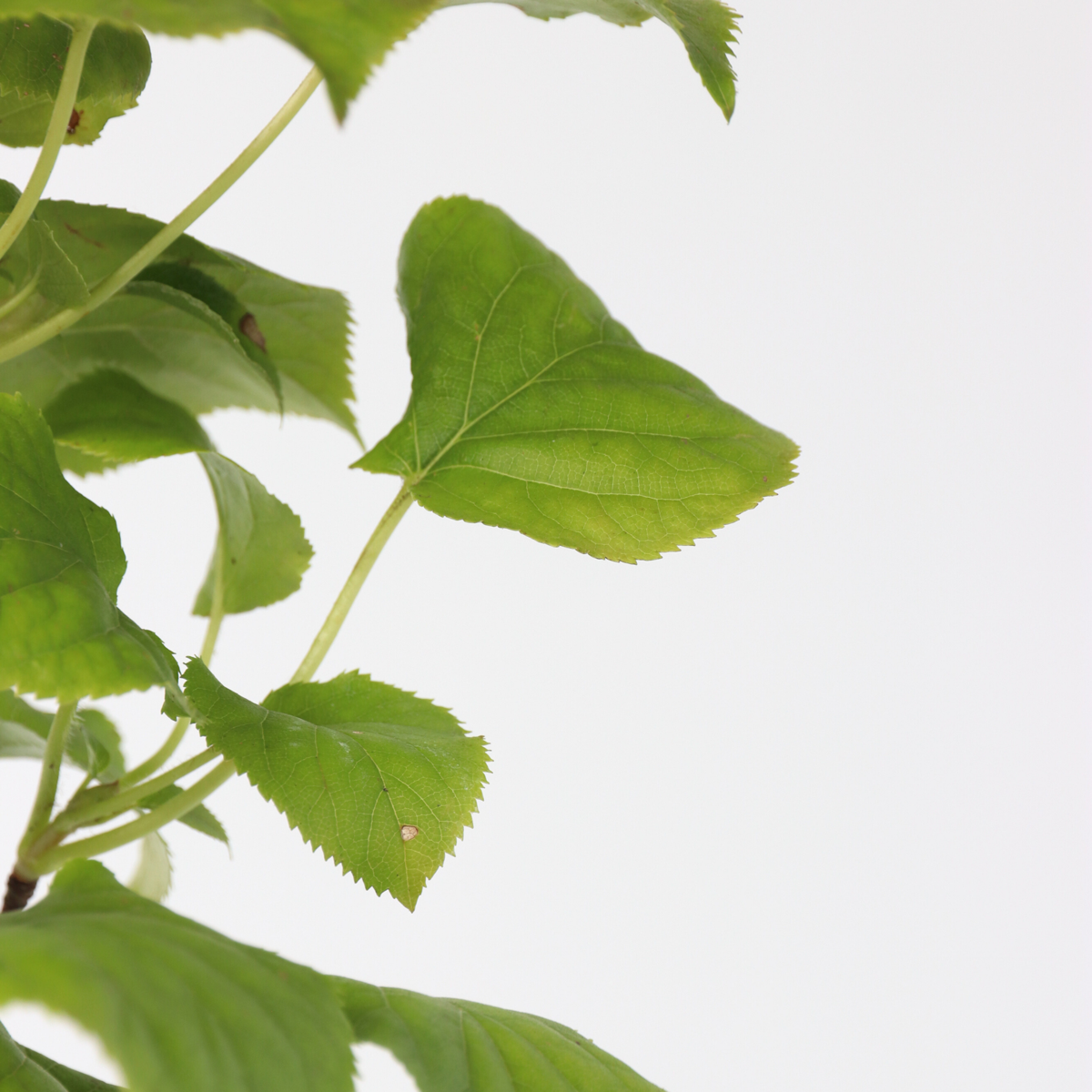 Hortensia - 2 pcs. - Hydrangea anomale Petiolaris - Height 60-70cm - ⌀15cm