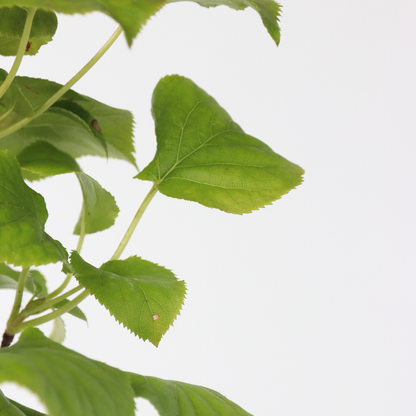 Hortensia - 2 pcs. - Hydrangea anomale Petiolaris - Height 60-70cm - ⌀15cm