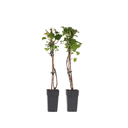 Hortensia - 2 pcs. - Hydrangea anomale Petiolaris - Height 60-70cm - ⌀15cm