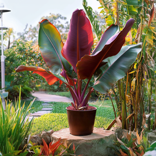 Red banana plant -  Musa sikkimensis Ever Red - Height 55-70cm - ⌀21cm
