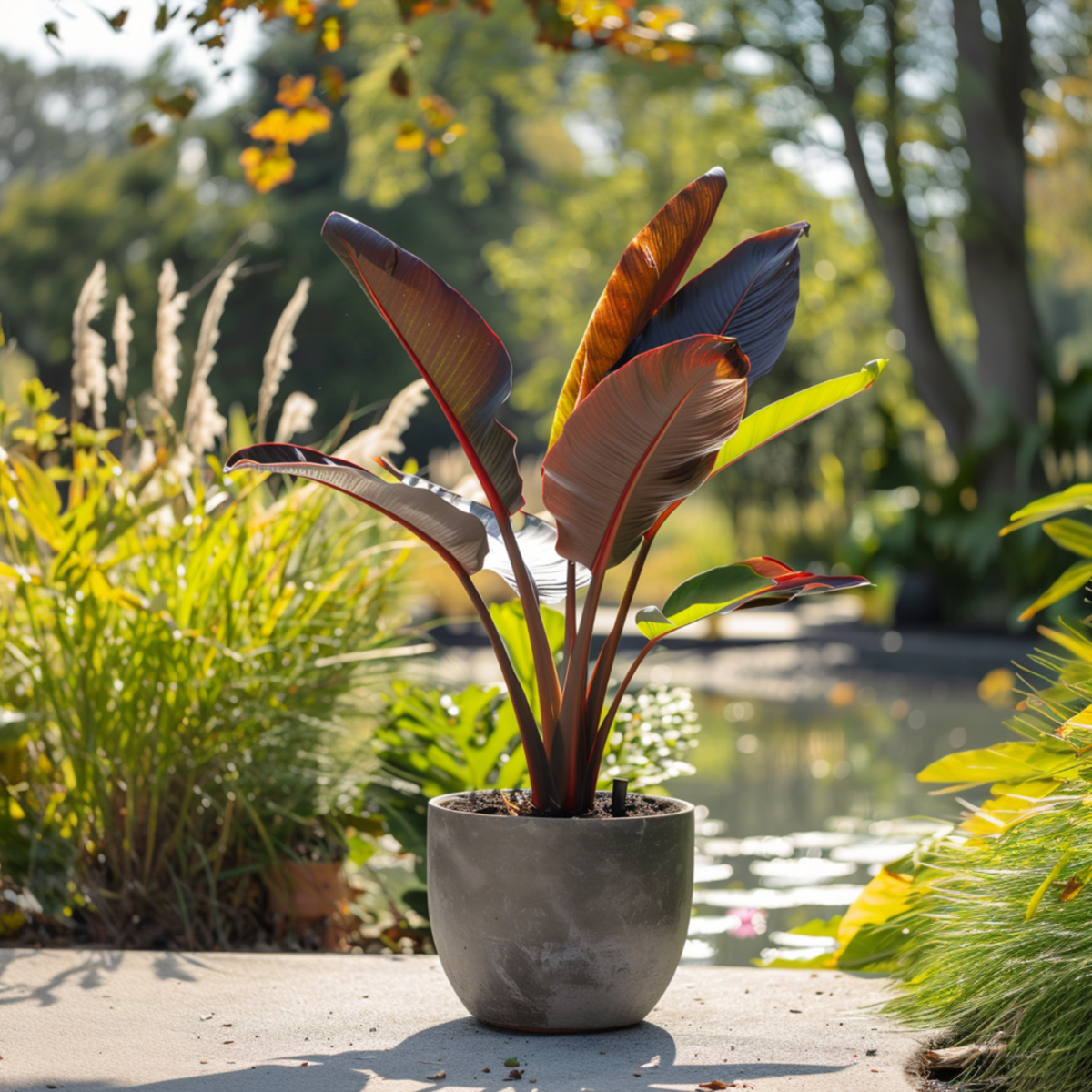 Red banana plant -  Musa sikkimensis Ever Red - Height 55-70cm - ⌀21cm