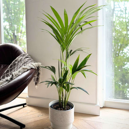 Kentia Palm - Howea forsteriana - Height 90-100cm - ⌀18cm