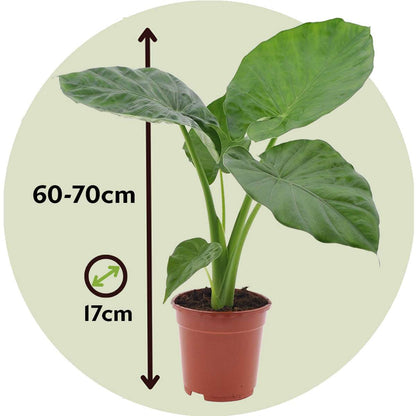 Elephant's Ear - 2 pcs. - Alocasia 'Macrorrhizos' - Height 60-70cm - ⌀17cm