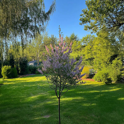 Flamingo Willow - 2 pcs. - Salix integra 'Flamingo' - Height 60-80cm - ⌀17cm