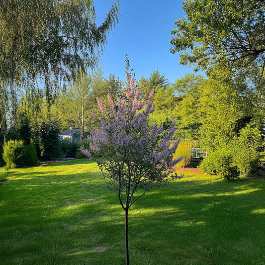 Flamingo Willow - 2 pcs. - Salix integra 'Flamingo' - Height 60-80cm - ⌀17cm