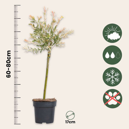 Flamingo Willow - 2 pcs. - Salix integra 'Flamingo' - Height 60-80cm - ⌀17cm