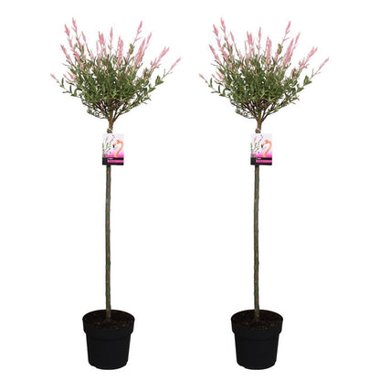 Flamingo Willow - 2 pcs. - Salix integra 'Flamingo' - Height 110-120cm - ⌀21cm