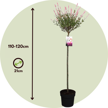 Flamingo Willow - 2 pcs. - Salix integra 'Flamingo' - Height 110-120cm - ⌀21cm