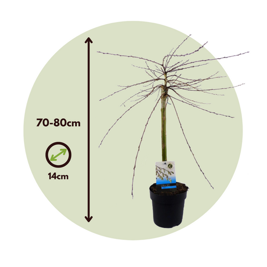 Iona Willow - 2 pcs. - Salix repens 'Iona' - Height 70-80cm - ⌀14cm