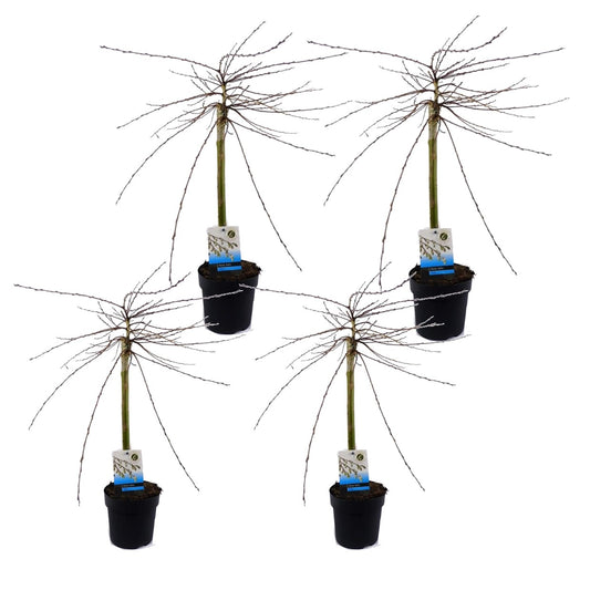 Iona Willow - 4 pcs. - Salix repens 'Iona' - Height 70-80cm - ⌀14cm