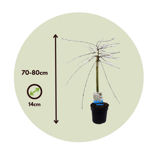 Iona Willow - 4 pcs. - Salix repens 'Iona' - Height 70-80cm - ⌀14cm