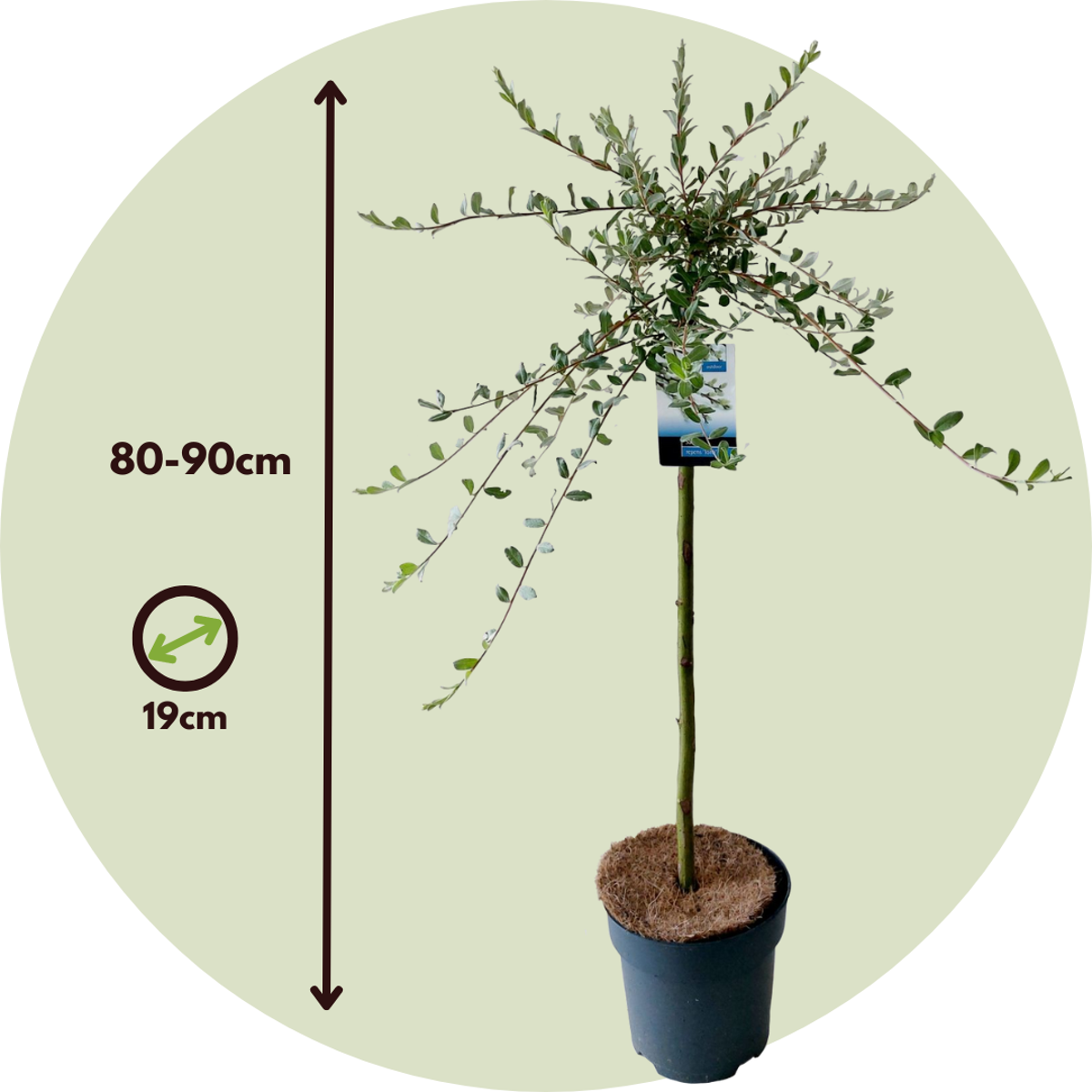 Iona Willow - Salix repens 'Iona' - Height 80-90cm - ⌀19cm