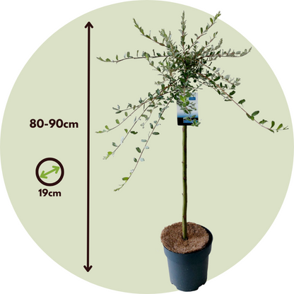 Iona Willow - Salix repens 'Iona' - Height 80-90cm - ⌀19cm