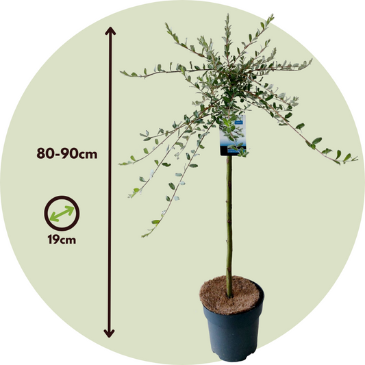 Iona Willow - Salix repens 'Iona' - Height 80-90cm - ⌀19cm