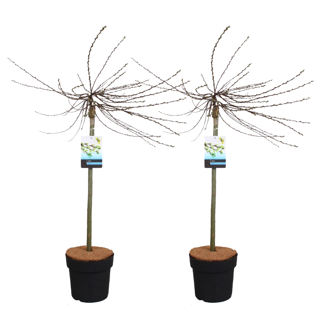 Iona Willow - 2 pcs. - Salix repens 'Iona' - Height 80-90cm - ⌀19cm