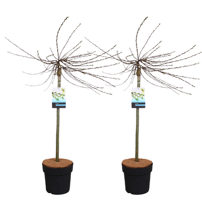 Iona Willow - 2 pcs. - Salix repens 'Iona' - Height 80-90cm - ⌀19cm