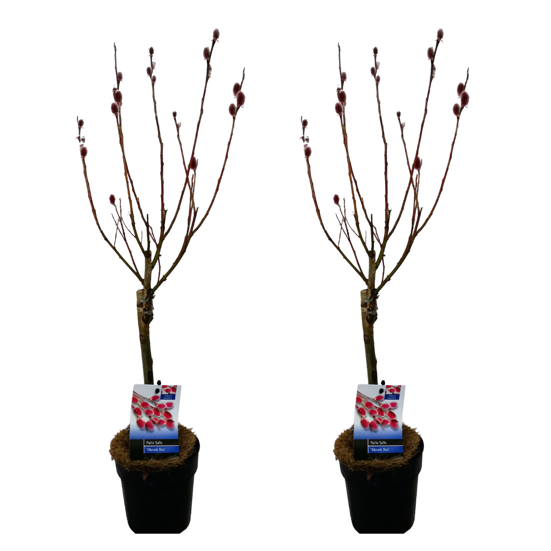 Japanese Pink Pussy Willow - 2 pcs. - Salix 'Mount Aso' - Height 50-60cm - ⌀12cm