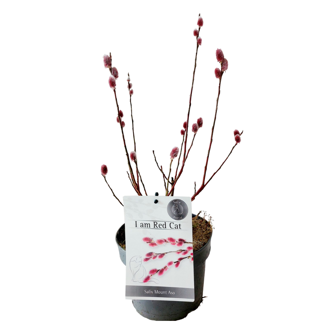 Japanese Pink Pussy Willow - Salix gracilistyla 'Mount Aso' - H40-50cm - ⌀17cm