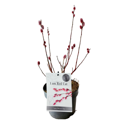 Japanese Pink Pussy Willow - Salix gracilistyla 'Mount Aso' - H40-50cm - ⌀17cm