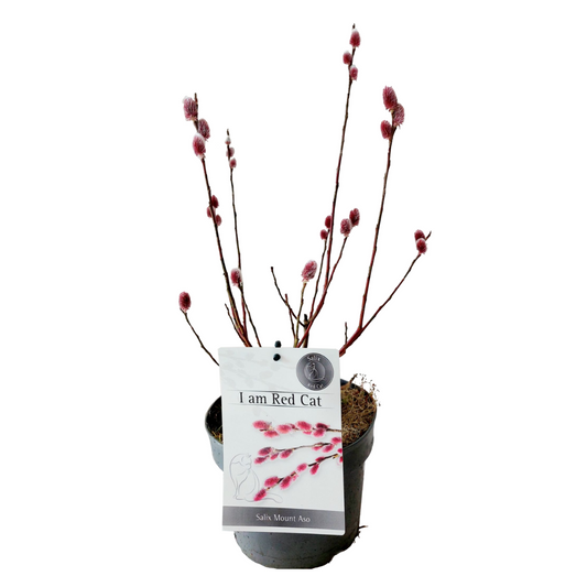 Japanese Pink Pussy Willow - Salix gracilistyla 'Mount Aso' - H40-50cm - ⌀17cm