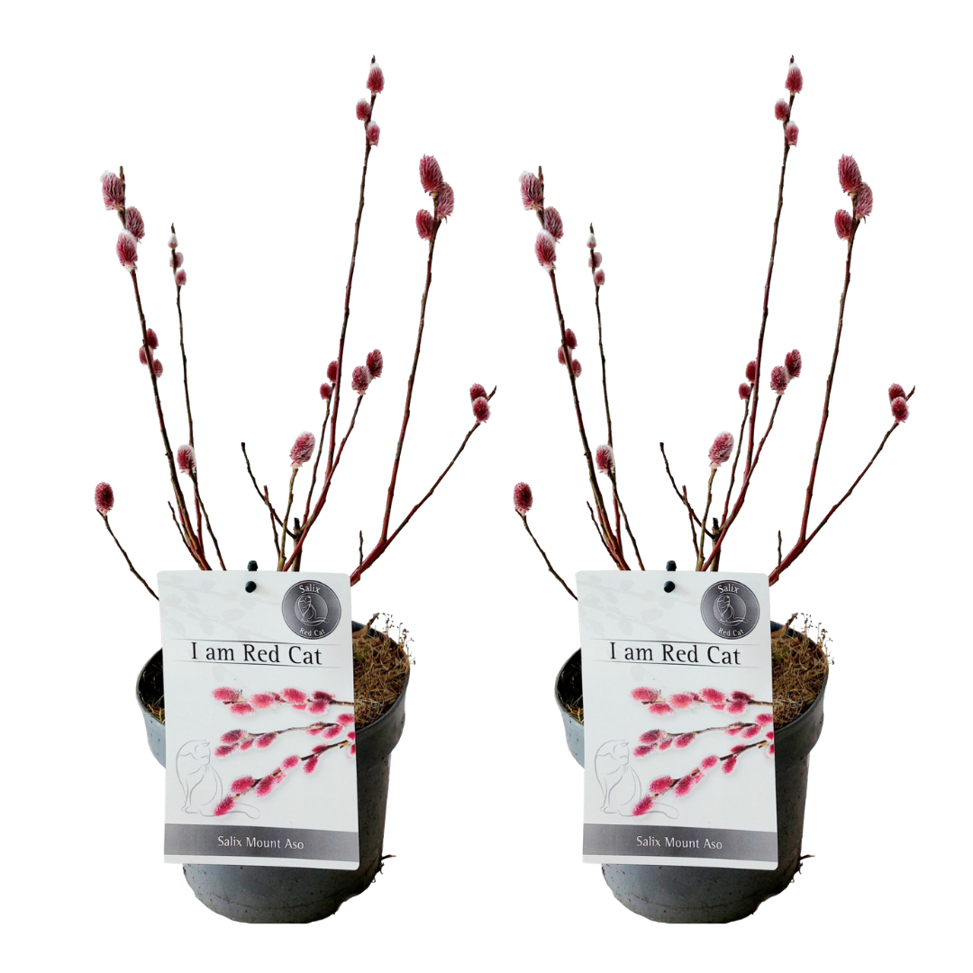 Japanese Pink Pussy Willow - 2 pcs. - Salix 'Mount Aso' - Height 40-50cm - ⌀17cm
