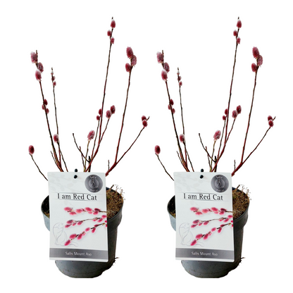 Japanese Pink Pussy Willow - 2 pcs. - Salix 'Mount Aso' - Height 40-50cm - ⌀17cm